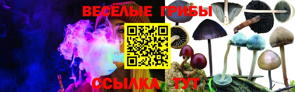 Псилоцибиновые грибы Cubensis Торжок
